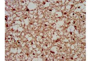 IHC image of ABIN7169333 diluted at 1:200 and staining in paraffin-embedded human brain tissue performed on a Leica BondTM system. (SERPINB12 抗体  (AA 1-300))