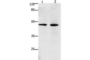 Western Blot analysis of Hepg2 and Hela cell using Dap3 Polyclonal Antibody at dilution of 1:900 (DAP3 抗体)