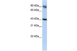 Western Blotting (WB) image for anti-Kelch Domain Containing 8A (KLHDC8A) antibody (ABIN2458537) (KLHDC8A 抗体)