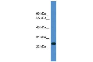WB Suggested Anti-CD27 Antibody Titration: 0. (CD27 抗体  (C-Term))