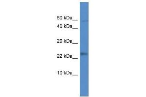 Western Blot showing Mrpl21 antibody used at a concentration of 1. (MRPL21 抗体  (Middle Region))