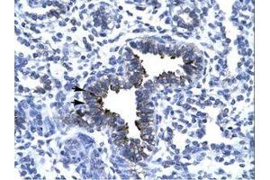 Image no. 1 for anti-Kinesin Family Member 5A (KIF5A) (AA 657-706) antibody (ABIN6736278) (KIF5A 抗体  (AA 657-706))