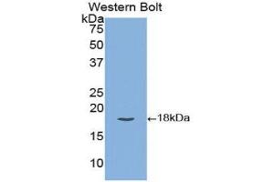 Western Blotting (WB) image for anti-Tissue Factor Pathway Inhibitor (Lipoprotein-Associated Coagulation Inhibitor) (TFPI) (AA 29-210) antibody (ABIN1172818) (TFPI 抗体  (AA 29-210))