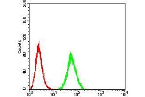 Flow cytometric analysis of Hela cells using EIF5 mouse mAb (green) and negative control (red). (EIF5 抗体  (AA 1-300))