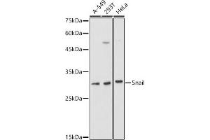 Western blot analysis of extracts of various cell lines, using Snail antibody (ABIN1682836, ABIN3019402, ABIN3019403, ABIN3019404 and ABIN6220883) at 1:1000 dilution. (SNAIL 抗体  (AA 1-100))