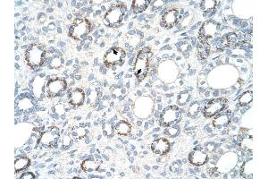 COX4I1 antibody was used for immunohistochemistry at a concentration of 2. (COX IV 抗体  (N-Term))