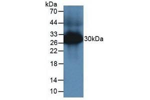 Detection of TPS in Mouse Large Intestine Tissue using Polyclonal Antibody to Tryptase (TPS) (TPSAB1 抗体  (AA 149-273))