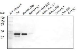 Western Blotting (WB) image for anti-Zona Radiata Protein antibody (ABIN108741) (Zona Radiata Protein 抗体)