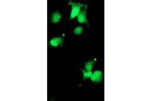 Anti-SDS mouse monoclonal antibody (ABIN2455364) immunofluorescent staining of COS7 cells transiently transfected by pCMV6-ENTRY SDS (RC217814). (serine Dehydratase 抗体)