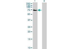 Western Blot analysis of ELF2 expression in transfected 293T cell line by ELF2 MaxPab polyclonal antibody. (ELF2 抗体  (AA 1-581))