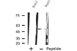 Western blot analysis of extracts from HepG2 cells, using PSMD12 antibody. (PSMD12 抗体  (Internal Region))