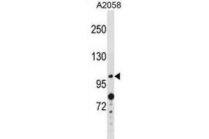 ANO4 Antibody (N-term) (ABIN1881059 and ABIN2839046) western blot analysis in  cell line lysates (35 μg/lane). (Anoctamin 4 抗体  (N-Term))