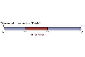 Image no. 1 for anti-Nuclear Factor of Activated T-Cells, Cytoplasmic, Calcineurin-Dependent 1 (NFATC1) antibody (ABIN967559) (NFATC1 抗体)