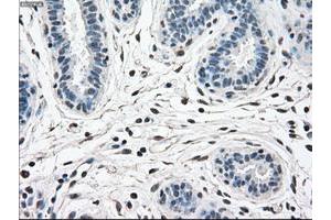 Image no. 9 for anti-Mitogen-Activated Protein Kinase 1 (MAPK1) antibody (ABIN1499291)