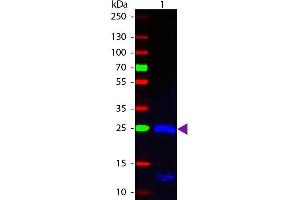 Western blot of Fluorescein conjugated Goat F(ab’)2 Anti-Human IgG F(ab’)2 Pre-Adsorbed secondary antibody.