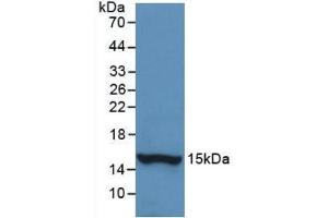 Detection of Recombinant HTN1,Human using Monoclonal Antibody to Histatin 1 (HTN1) (HTN1 抗体  (AA 20-57))