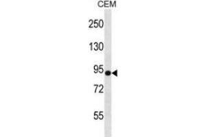 Western blot analysis in CEM cell line lysates (35ug/lane) using Neuroligin Y Antibody (N-term). (Neuroligin Y 抗体  (N-Term))