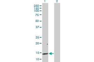 Western Blot analysis of REG3A expression in transfected 293T cell line by REG3A MaxPab polyclonal antibody. (REG3A 抗体  (AA 1-175))