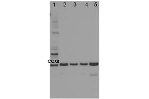 Image no. 1 for anti-Cytochrome Oxidase Subunit II (COXII) antibody (ABIN334535) (COXII 抗体)