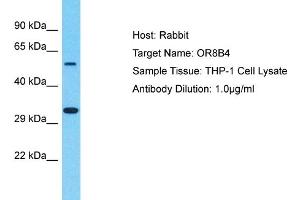 Western Blotting (WB) image for anti-Olfactory Receptor, Family 8, Subfamily B, Member 4 (OR8B4) (C-Term) antibody (ABIN2791774)