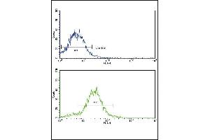 Flow cytometric analysis of HepG2 cells using BR2 Antibody (N-term)(bottom histogram) coared to a negative control cell (top histogram). (BMPR2 抗体  (N-Term))