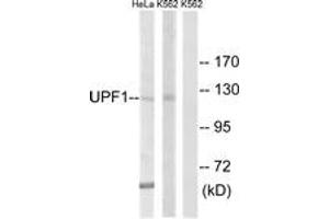 Western blot analysis of extracts from K562/HeLa cells, using UPF1 Antibody. (RENT1/UPF1 抗体  (AA 299-348))