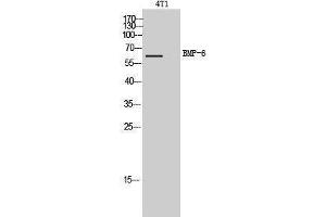 Western Blotting (WB) image for anti-Bone Morphogenetic Protein 6 (BMP6) (Internal Region) antibody (ABIN3179001) (BMP6 抗体  (Internal Region))