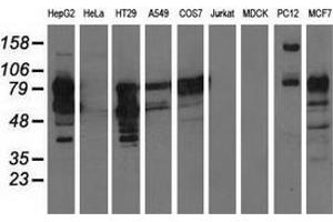 Western blot analysis of extracts (35 µg) from 9 different cell lines by using anti-PIK3AP1 monoclonal antibody. (PIK3AP1 抗体)