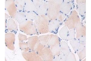 Detection of THBS1 in Mouse Skeletal muscle Tissue using Polyclonal Antibody to Thrombospondin 1 (THBS1) (Thrombospondin 1 抗体  (AA 515-671))