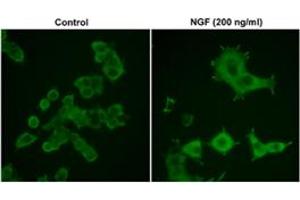 Immunocytochemical labeling in rat PC-12 cells grown for 4 days on poly-D-lysine-coated plates in the presence (200 ng/ml) or absence (Control) of Nerve Growth Factor (NGF). (CDC42 抗体)