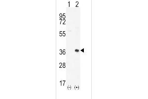 Western blot analysis of PIM2 using rabbit polyclonal PIM2 Antibody (D292) using 293 cell lysates (2 ug/lane) either nontransfected (Lane 1) or transiently transfected (Lane 2) with the PIM2 gene.