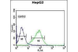 Flow Cytometry (FACS) image for anti-Olfactory Receptor, Family 2, Subfamily H, Member 2 (OR2H2) (AA 276-302), (C-Term) antibody (ABIN652976)
