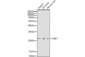Western blot analysis of extracts of various cell lines, using OLR1 antibody (ABIN3015536, ABIN3015537, ABIN1681161, ABIN1681162 and ABIN6218722) at 1:500 dilution. (OLR1 抗体  (AA 58-273))
