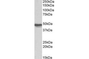 Image no. 1 for anti-Glial Fibrillary Acidic Protein (GFAP) (C-Term) antibody (ABIN374749) (GFAP 抗体  (C-Term))