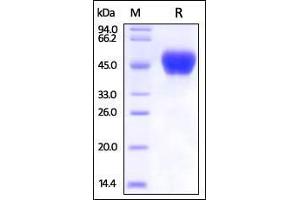 Ebolavirus BDBV(subtype Bundibugyo,strain Uganda 2007) sGP on SDS-PAGE under reducing (R) condition. (Glycoprotein / GP (Virus) (AA 33-324) protein (His tag))