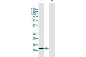 Western Blot analysis of TCL1B expression in transfected 293T cell line by TCL1B MaxPab polyclonal antibody. (TCL1B 抗体  (AA 1-128))