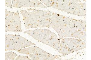 Caldesmon Mouse Monoclonal Antibody at 1/100 staining mouse muscle tissue by IHC-P. (Caldesmon 抗体  (C-Term))
