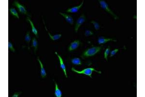 Immunofluorescence (IF) image for anti-Solute Carrier Family 4, Sodium Bicarbonate Cotransporter, Member 8 (SLC4A8) (AA 1-300) antibody (ABIN7151506)