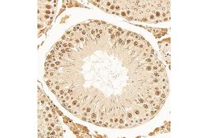 Immunohistochemistry of paraffin embedded rat testis using DNApoldelta3 (ABIN7075130) at dilution of 1:1000 (300x lens) (POLD3 抗体)