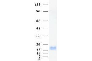 Validation with Western Blot (KCNE2 Protein (Myc-DYKDDDDK Tag))