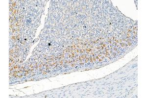 ABIN7094508 and ABIN7098557 at 1/100 staining Rat stomach tissue by IHC-P.