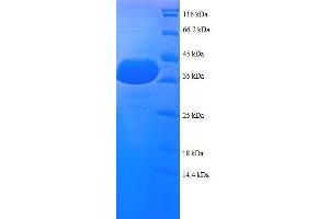 Histone H3. (Histone H3.3 Protein (AA 2-136, full length) (GST tag))