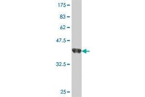 Western Blot detection against Immunogen (37. (SIGLEC10 抗体  (AA 589-696))