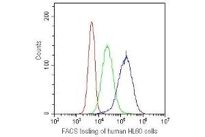 FACS testing of human HL60 cells with CD41 antibody at 1ug/10^6 cells. (Integrin Alpha2b 抗体)