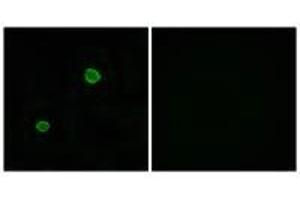 Immunofluorescence analysis of MCF-7 cells, using APOL4 antibody. (Apolipoprotein L 4 抗体  (C-Term))