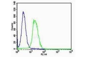 NIH/3T3 cells probed with Rabbit Anti-RAGE Polyclonal Antibody  Alexa Fluor 488 Conjugated Secondary Antibody. (Cyclin E1 抗体  (AA 375-411))