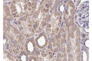 ABIN6272907 at 1/100 staining Mouse kidney tissue by IHC-P. (SQLE 抗体  (C-Term))