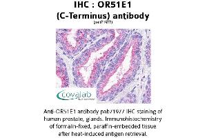 Image no. 1 for anti-Olfactory Receptor, Family 51, Subfamily E, Member 1 (OR51E1) (C-Term) antibody (ABIN1737676)