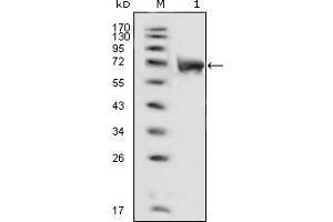 Western blot analysis using FGFR1 mouse mAb against extracellular domain of human FGFR1 (aa22-376). (FGFR1 抗体  (AA 22-376))