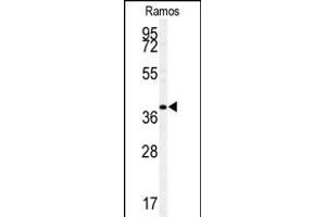 Western blot analysis of F antibody (ABIN391533 and ABIN2841486) in Ramos cell line lysates (35 μg/lane). (MAF 抗体  (C-Term))